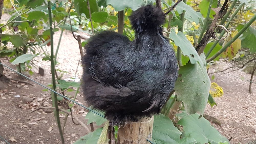 Ovos  e pintos de sedosas do Japão