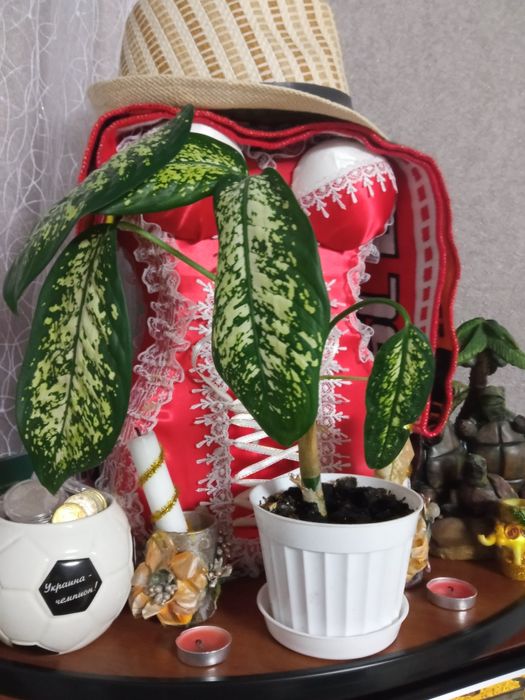 Дефенбахії різних видів та розмірів