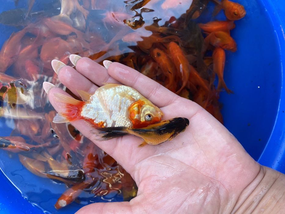 Карась комета кої