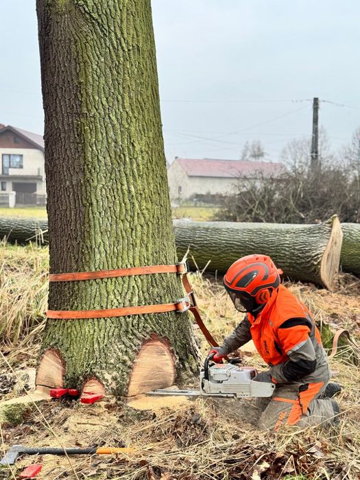 wycinka drzew / przycinanie / tuje / usługi wysokościowe / mulczowanie