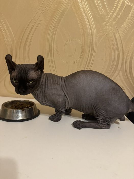 Жених канадский сфинкс бамбино -ельф