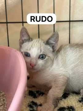 Gatos bebés para adoção