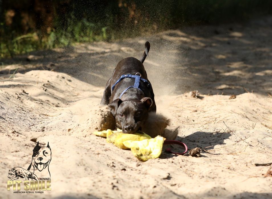 Пітбуль.Пітбультер'єр.Амереканські пітбулі