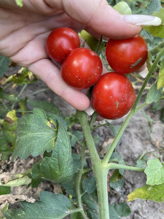 Продам коктельну помідорку дуже солодка