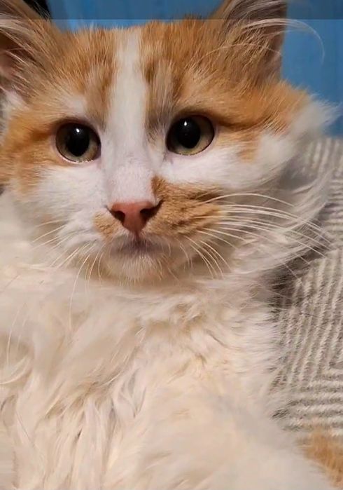 Пушистый бело-рыжий котёнок ищет дом! Котята в хорошие руки!