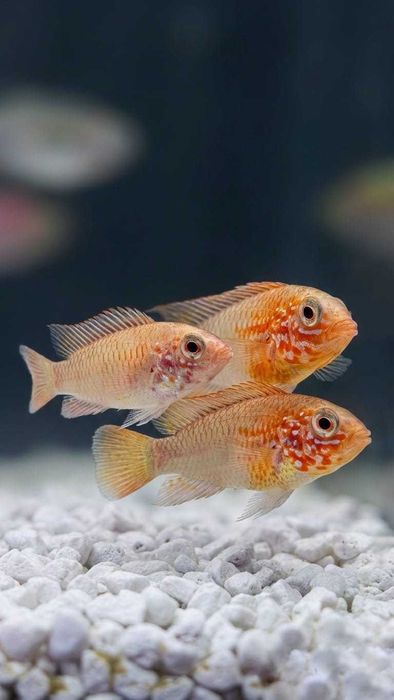 Pielęgniczka Apistogramma Macmasteri Red Neck Gold