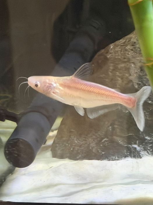 Troco ou vendo pangasius albino .