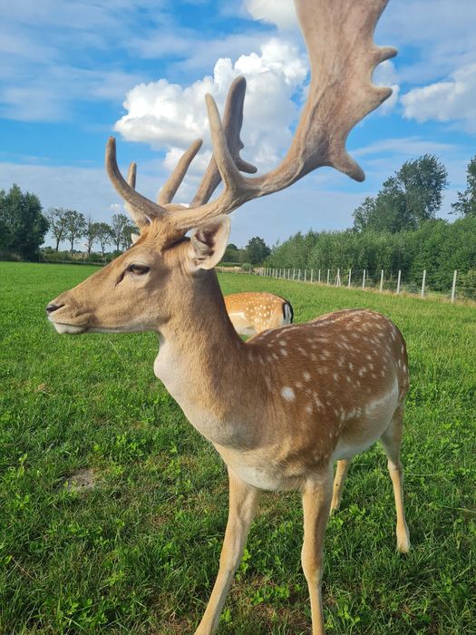 Daniel daniele samiec