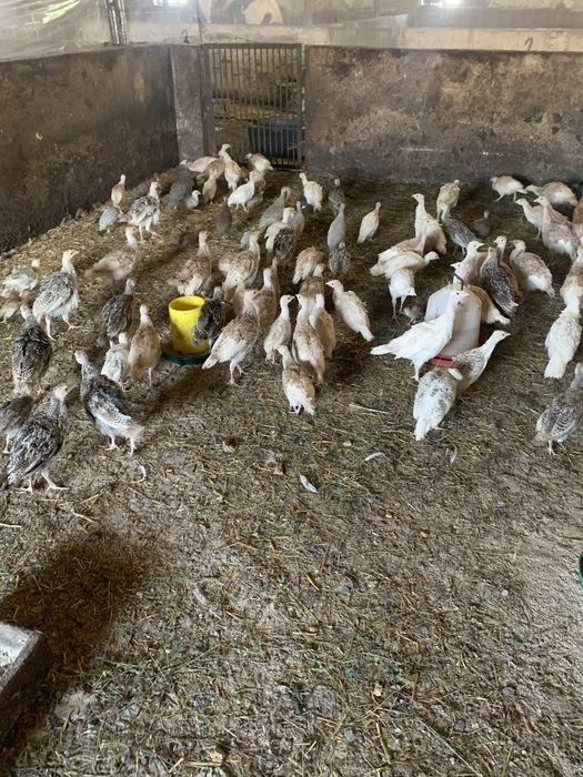 Цесарки, індики, каченята різного віку