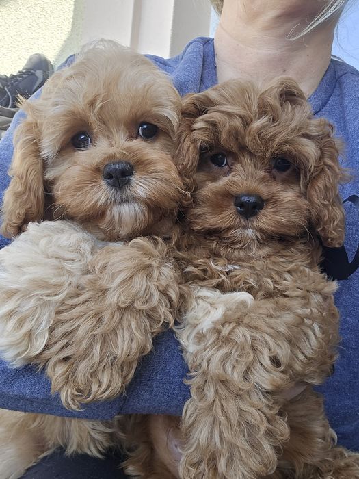 Cavapoo / chłopczyk