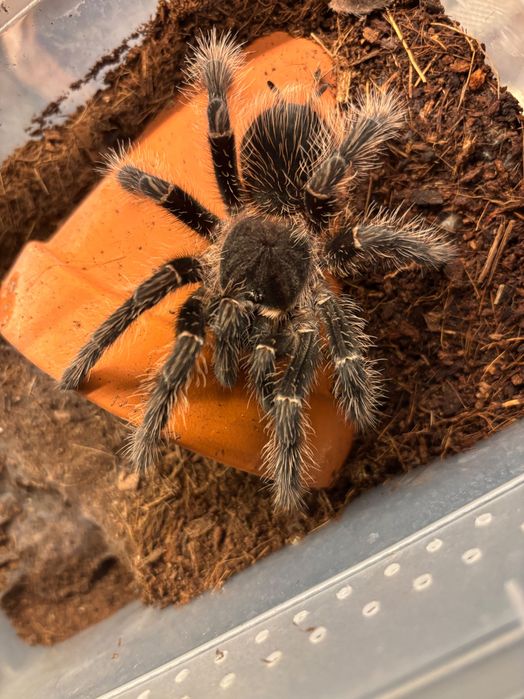 Samica Nhandu chromatus