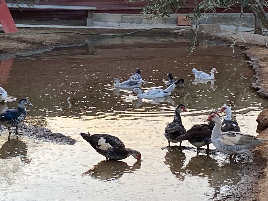Patos mudos varias idades