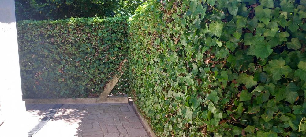 Jardins da vila manutencao de jardins