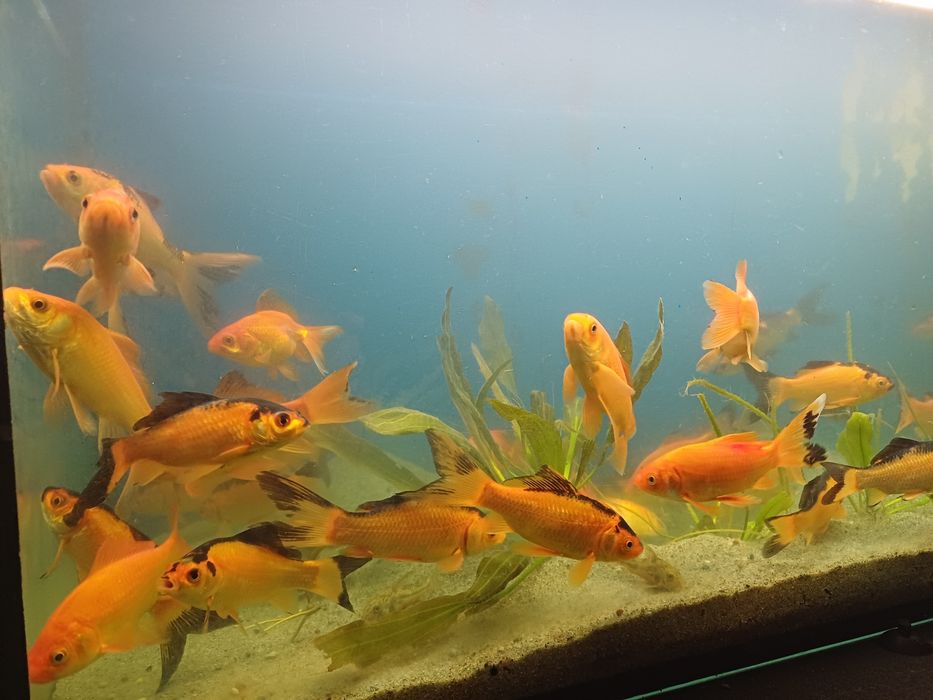 Karasie kolorowe ozdobne