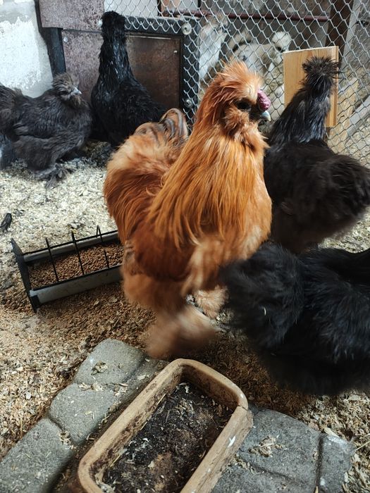 Sprzedam koguta silki