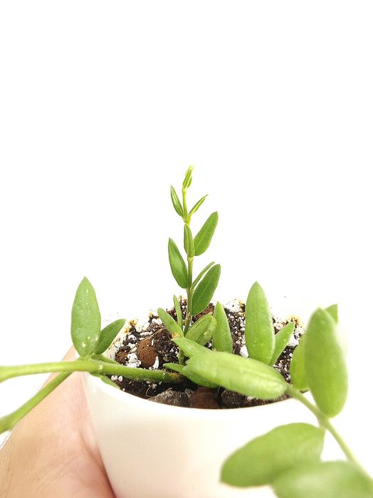 Hoya Engleriana 1