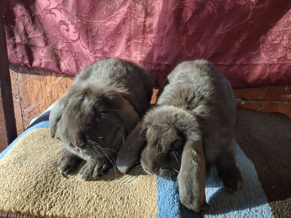 Króliki  barany francuskie  hawana samice