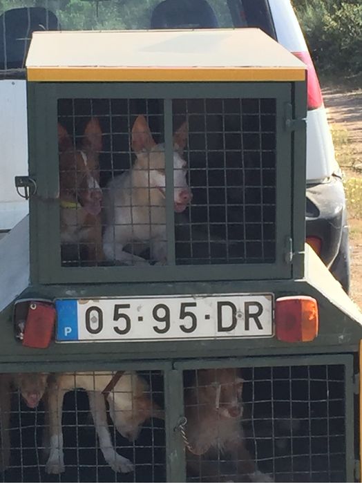 Reboque atrelado caes caça