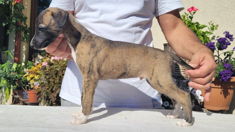 Whippet szczeniak.