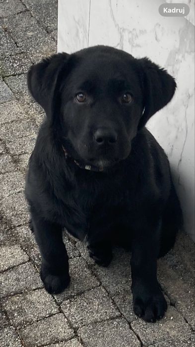 Sprzedam suczkę Labrador Retriever z rodowodem FCI – 20.08.2025