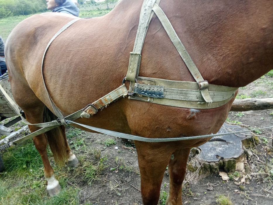 Продам кобилу  гарна висока