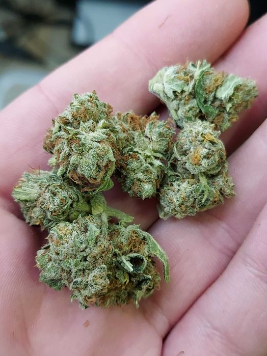 1kg Biomasa CBD Amnesia Special GH susz techniczny