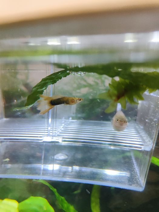 Пара дорослих гуппі.