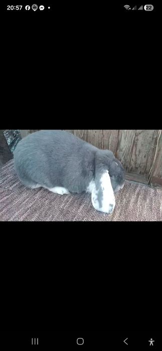 Обмін кролів на сіно.