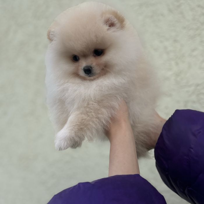 шикарний хлопчик шоу класу.