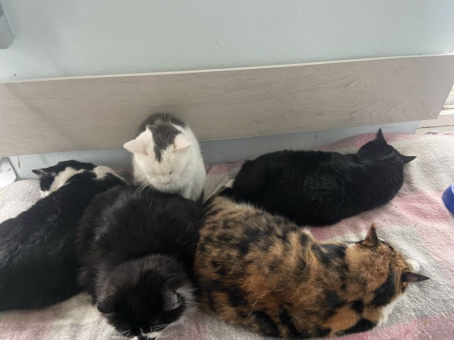 Котики в добрі ручки