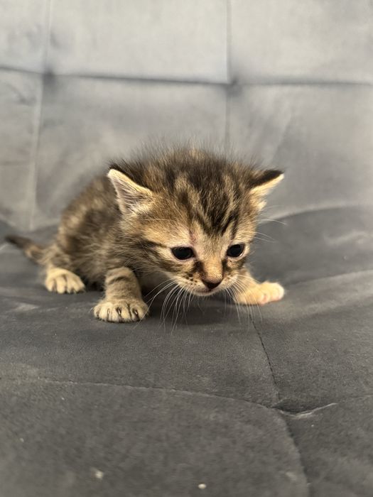 Віддам в добрі руки кошенят