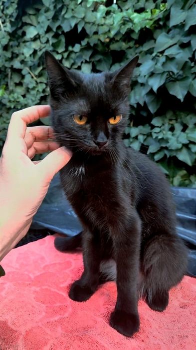 Отдам даром в добрые руки черную кошечку метис шотландки