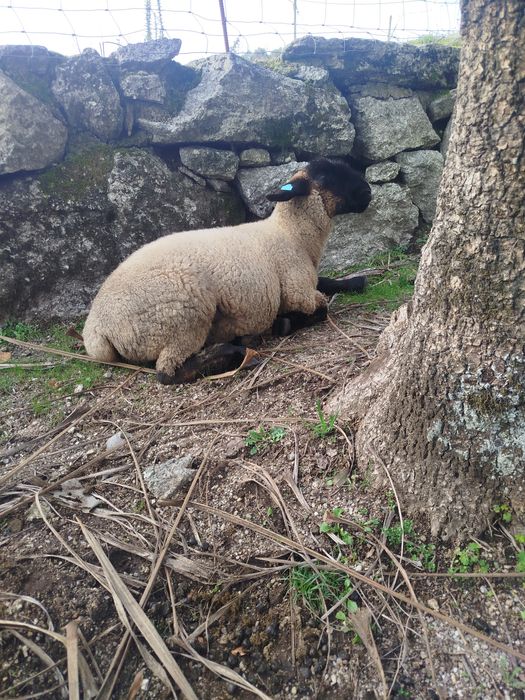 Ovelha suffolk certificada