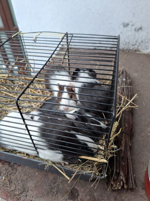 Морські свинки. В добрі руки