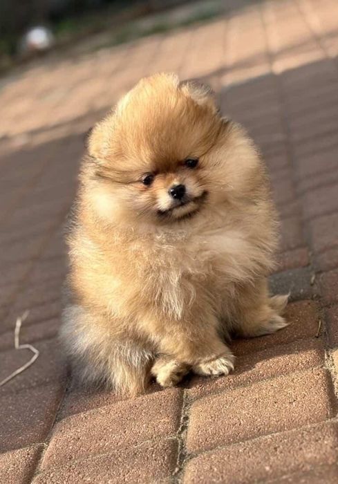 Szpic Miniaturowy Pomerania