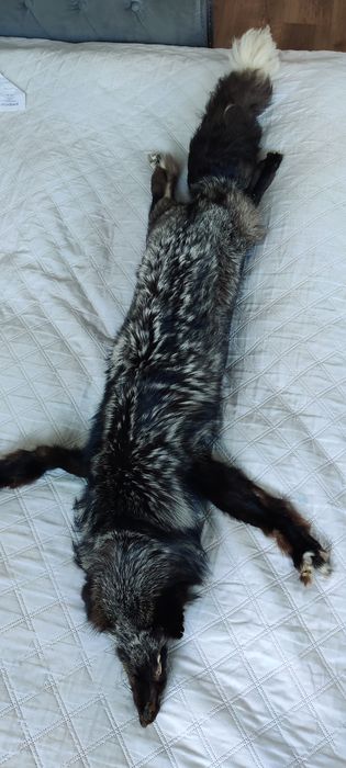 Skóra z Jenota Azjatyckiego 160cm