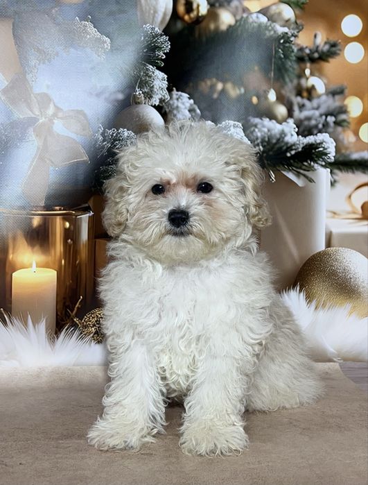 Міні хлопчик Мальтіпу той пудель