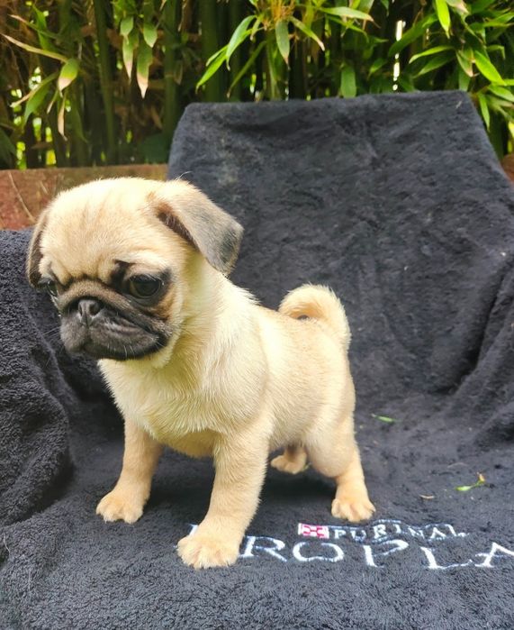 Pug Carlin com Lop