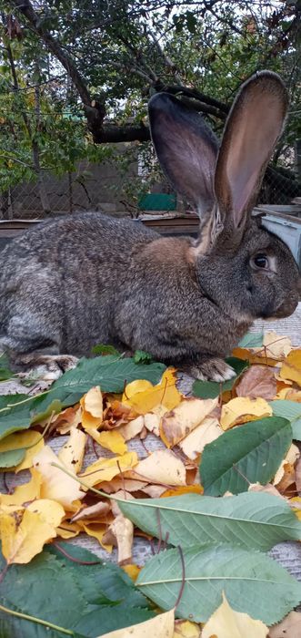 Продам племенных королей разных пород от 200грн/мес