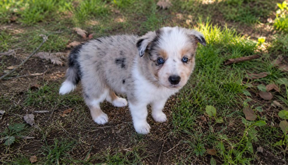 Border Collie merle