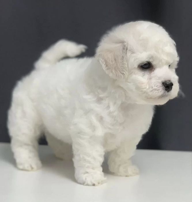 Бішон фрізе Дітлахи