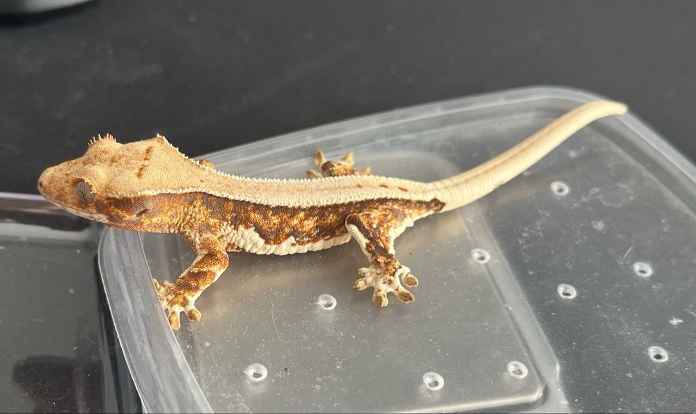 Gekon orzęsiony Lilly White