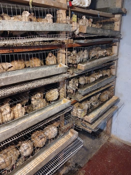 Продам інкубаційні яйця