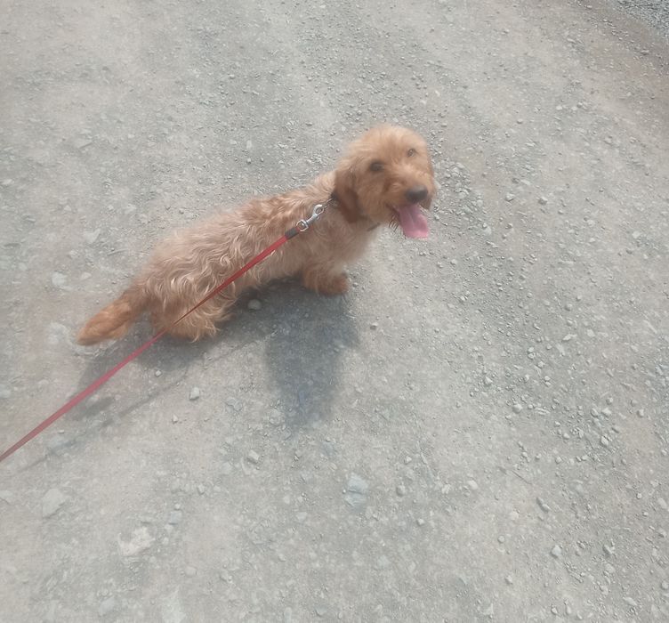 Таксята жорсткокремові для броні