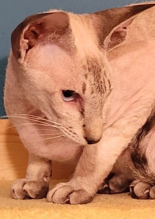 Peterbald   kotka