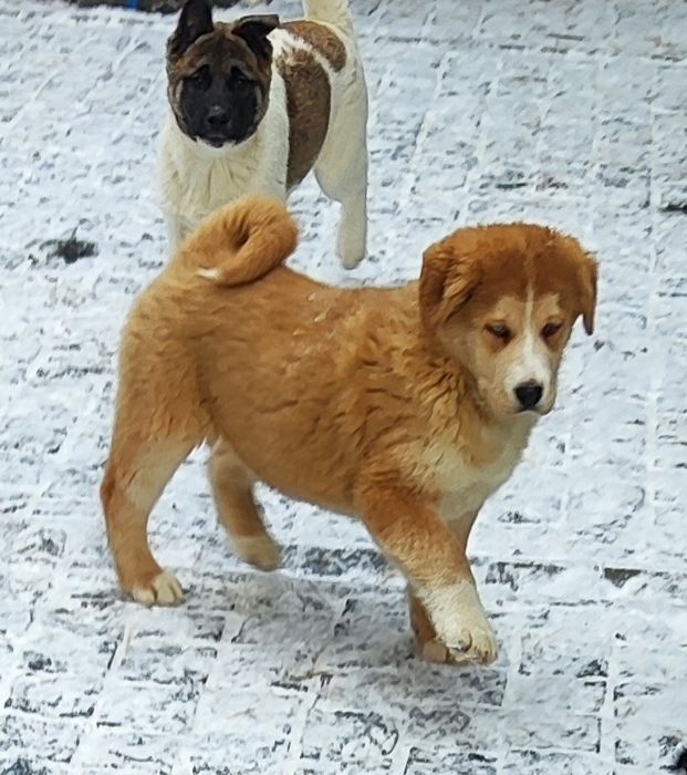 Хлопчик!  Дівчинка Продаж.