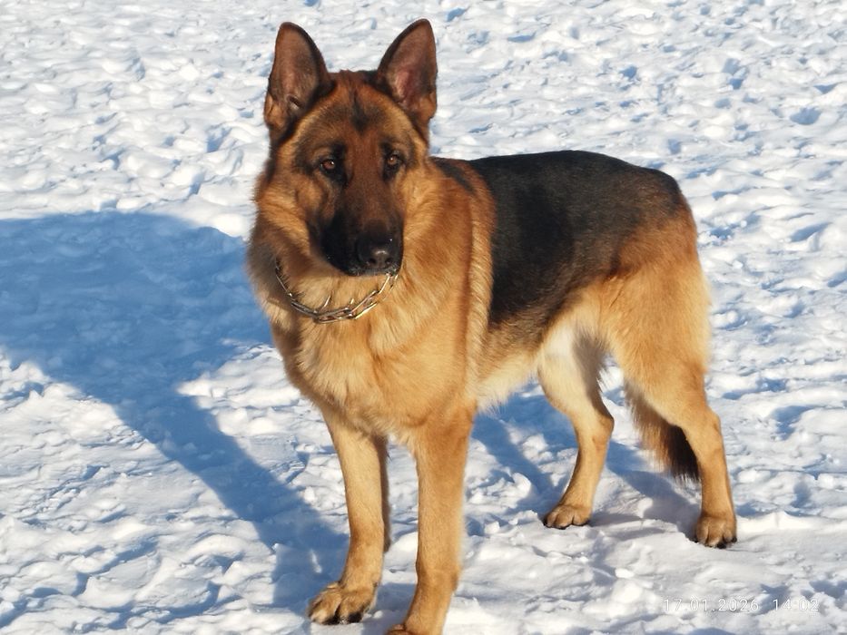 Кобель немецкая овчарка мальчик (вязка)