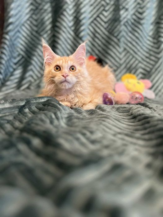 Maine Coon piękny duży kocur