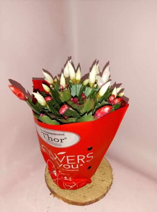 Шлюмбергера(Різдвяник) жовта і оранжева,троянда,антуріум,пуансетія