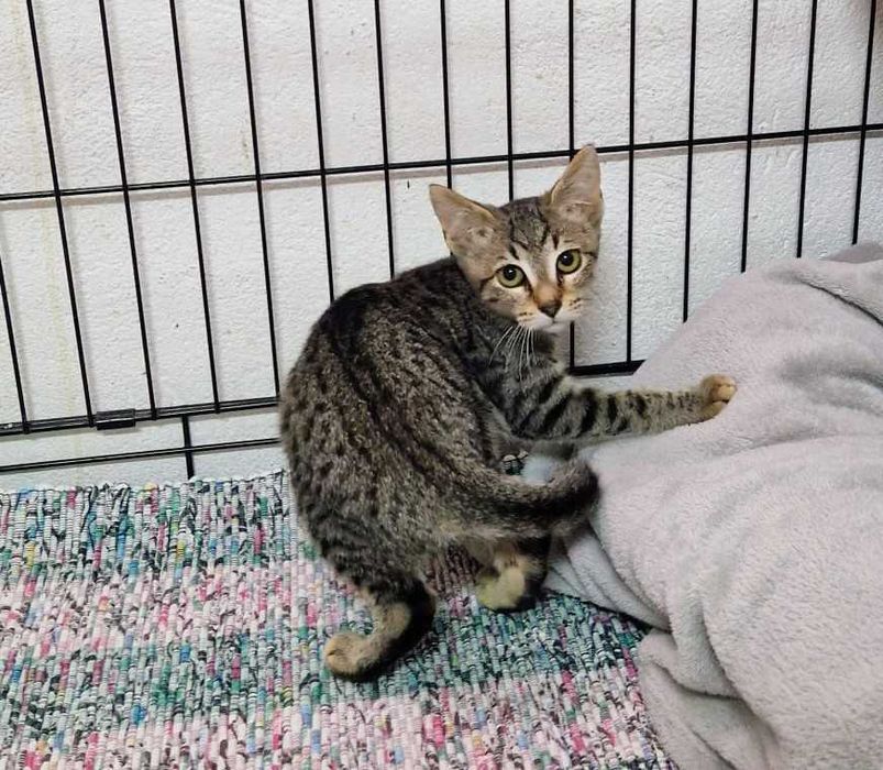 Gata bebé para adoção consciente